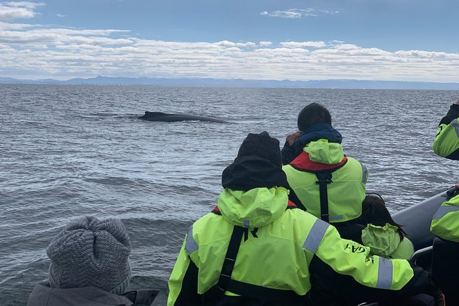2-Hour RIB Boat Whale Watching Tour from Reykjavik - Meeting Location and Group Size