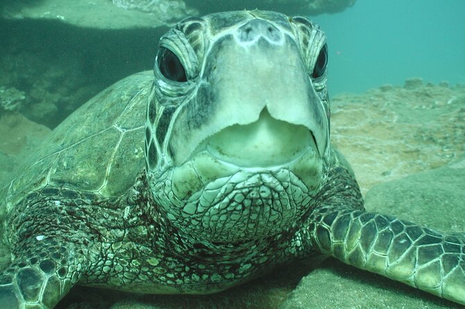 2-Hour Snorkeling Adventure in Kauai - Expert Guidance and Personalized Instruction