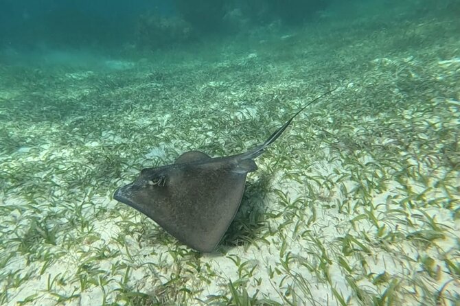 2 hour snorkeling in Arrecife de Puerto Morelos - Starting Point at Puerto Morelos Pier in Quintana Roo