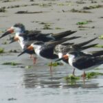 2-Hour Sunset Safari Eco Cruise from Cape May - Expert Guides and Personal Touch