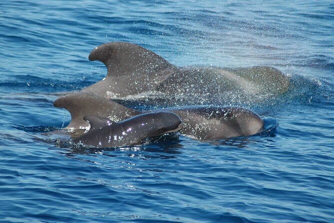 2 hour trip to see whales dolphins puerto colon adeje - Exploring the Ecological Zone of Playa De Puerto Colon