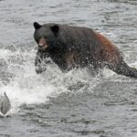 2-Hour Wildlife and Culture small van Excursion - Viewing Salmon in the Salmon Ladder