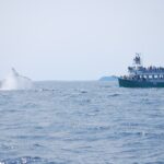 2 Hours Guided Whale and Bird Boat Tour in Bay Bulls - Departing from Bay Bulls at 11:30 am for a Wildlife Spectacle