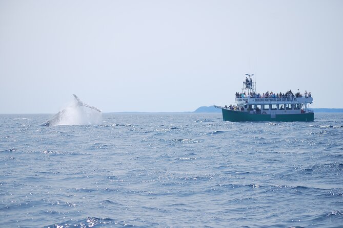 2 Hours Guided Whale and Bird Boat Tour in Bay Bulls - Departing from Bay Bulls at 11:30 am for a Wildlife Spectacle