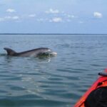 2 Hours Shem Creek Safari Kayak Tour - The Route and Stops Along Shem Creek