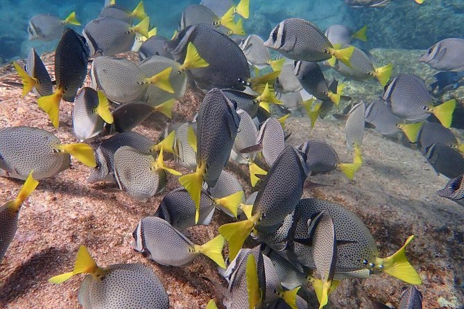 2 Tank Combo Cabo Reserve & Corridor, certified divers with MANTA - Starting Point and Meeting Details in Cabo San Lucas