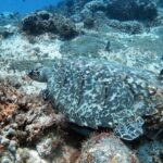 2 Tank Cozumel Reef Boat Dives - Exploring Cozumel’s Vibrant Marine Environment