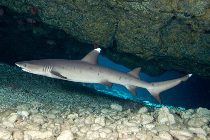 2-Tank Daytime Scuba Dive Boat Trip - Logistics and Meeting Details for the Kona Dive Trip