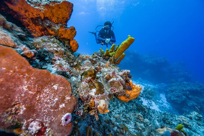 2 Tanks dives for Certified Divers in Cozumel - Exploring Cozumels Reefs with Expert Guides