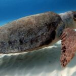 2 tanks for certified divers - What Equipment Is Included for the Dives