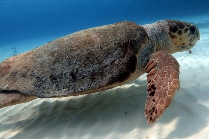 2 tanks for certified divers - What Equipment Is Included for the Dives