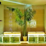 20-Minutes Natural Pedicure with Exotic Fish - Discover the Unique 20-Minutes Natural Pedicure with Exotic Fish in Athens