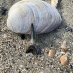 2hr Private River Cruise with stop at Morris Island - Exploring the Folly River and Its Wildlife