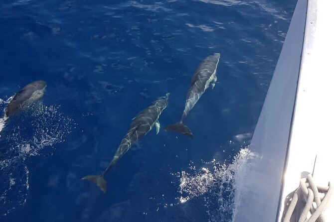 2hrs Dolphins Sunset Sailing Cruise With Drink - Cruising Along the Lanzarote Coastline