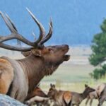 3/4 Day RMNP Mtn to Sky+Bear Lake Rd Tour-RMNPhotographer - Starting Point and Meeting Details at Coffee on the Rock