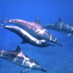 3.5 Hour Kailua-Kona Ocean Kayak and Snorkel Tour - Encountering Hawaiian Spinner Dolphins in the Morning