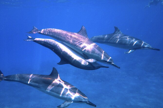 3.5 Hour Kailua-Kona Ocean Kayak and Snorkel Tour - Encountering Hawaiian Spinner Dolphins in the Morning