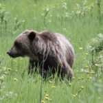 3 Day Banff National Park Johnston Canyon Voyage Car Tour - Day 2: Exploring Lake Louise and Moraine Lake