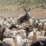 3 Day Foodies & Nature Lovers Tour; Medieval Village Near Madrid - Exploring Zorita de los Canes and Its Castle