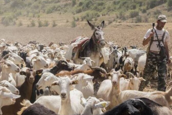 3 Day Foodies & Nature Lovers Tour; Medieval Village Near Madrid - Exploring Zorita de los Canes and Its Castle