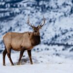 3 Day Wildlife Photography Tour in Yellowstone National Park - Yellowstone’s Lamar Valley: The Heart of Wildlife Observation