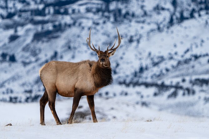 3 Day Wildlife Photography Tour in Yellowstone National Park - Yellowstone’s Lamar Valley: The Heart of Wildlife Observation