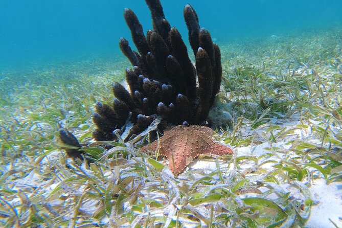 3 Hour Costa Maya Snorkeling Excursion - La Leyenda ECO-TOURS - Starting Point: Easy Access at Malecón 3 in Mahahual