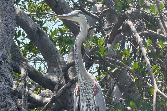 3 hour E.G. Simmons Park Mangrove Tunnel Tour - Exploring E.G. Simmons Park’s Mangrove Tunnels