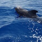 3-hour excursion to Puerto Colón Adeje to see whales - Watching Whales and Dolphins in Their Natural Habitat