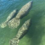 3 Hour Guided Tandem Kayak Adventure - What Guides Teach about Manatees and the Area