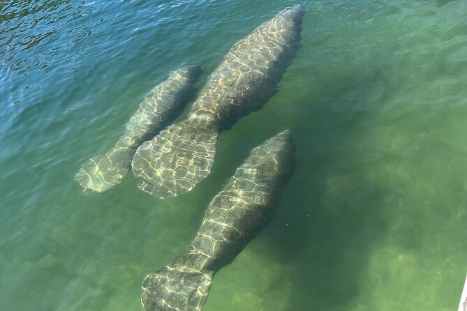 3 Hour Guided Tandem Kayak Adventure - What Guides Teach about Manatees and the Area
