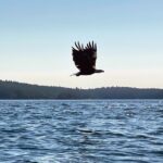 3 Hour Kayaking Tours from Friday Harbor - How the Tour Starts at Memorial Park in Friday Harbor