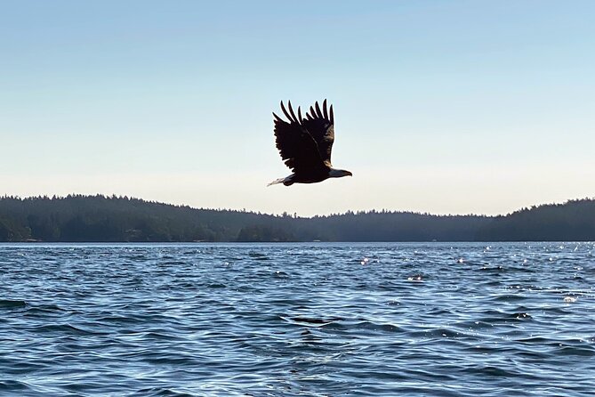 3 Hour Kayaking Tours from Friday Harbor - How the Tour Starts at Memorial Park in Friday Harbor