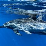 3-Hour Luxury Private Custom Charter - Meeting Point and Departure Details at Kawaihae