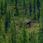 3 Hour Naturalist Walking Tour in Denali National Park - What the Tour Covers in the Boreal Forest