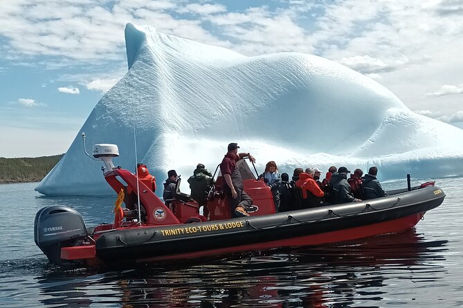 3 Hour Ocean Safari by Zodiac Boat -Whales & Icebergs seasonally - Discover the Geological Significance of Trinity in the UNESCO Geopark