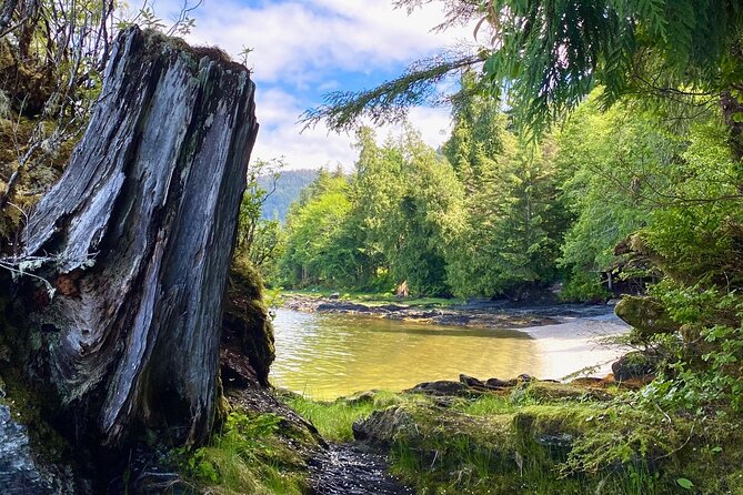 3-Hour Rainforest, Beach & Wildlife Walk - The Significance of Lunch Creek Falls and the Forest Path
