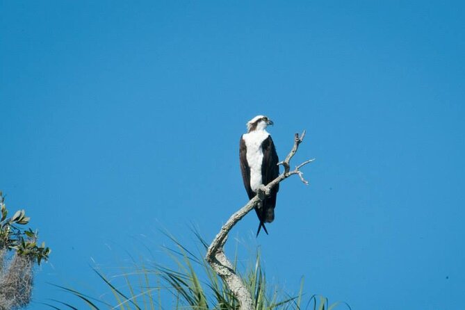 3 Hour See Crystal River Wildlife Safari Boat Cruise - Small Group Advantage