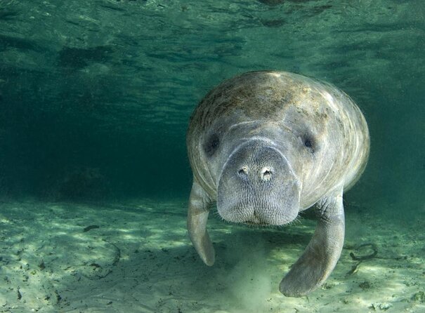 3-Hour Small Group All-Inclusive Manatee Swim with Photo Package - Starting Point at the Heart of Crystal River
