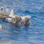 3-Hour Small-Group Maalaea Luxury Snorkel Cruise Tour - Starting Point at Maalaea Harbor and the Historic General Store