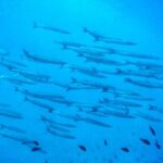 3-Hour Try Scuba Private Guided Sea Baptism from Palermo - What the Experience Includes: The Sea Baptism and Training