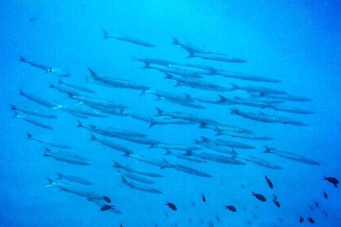 3-Hour Try Scuba Private Guided Sea Baptism from Palermo - What the Experience Includes: The Sea Baptism and Training