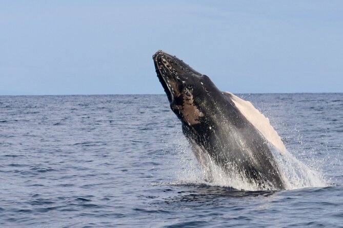 3 Hour Turtle Town Snorkel and Whale Watch Tour in Kihei - Starting Point and Tour Duration in Kihei