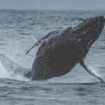 3-Hour Whale Watching Tour from Monterey - The Experience with a Marine Biologist or Naturalist Guide