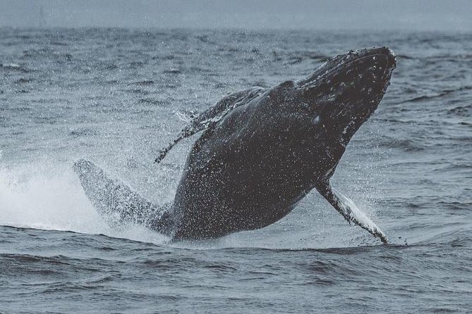 3-Hour Whale Watching Tour from Monterey - The Experience with a Marine Biologist or Naturalist Guide
