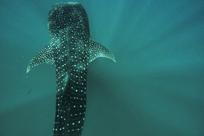3 Hours La Paz Whale Shark First Class Snorkeling Tour - Convenient Departure Point in La Paz