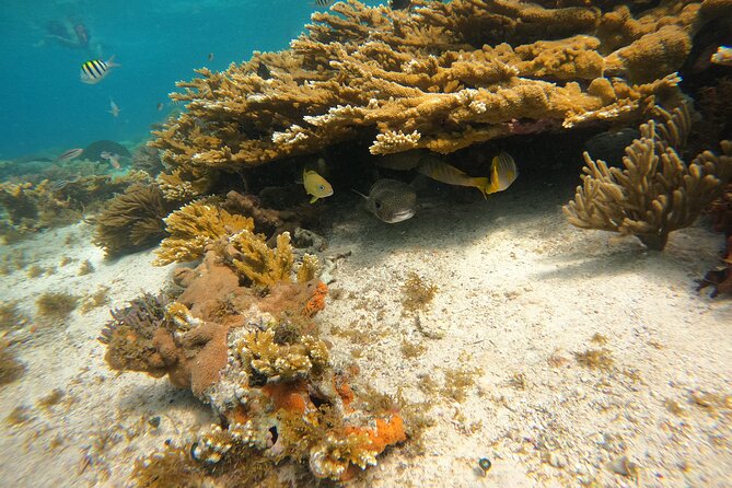 3 Hours VIP Semiprivate Tour Isla Mujeres Full Snorkeling Experience - Exploring Isla Mujeres’s Top Snorkel Locations: MUSA and Reef Sites