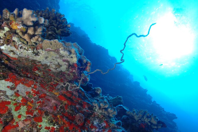3-Tank Dive Featuring the Molokini Crater - What Makes the Molokini Crater the Highlight?