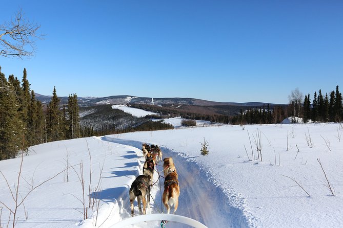 30-minute Dog Sledding Tour in Fairbanks (without transportation) - The Dog Sledding Trail and Trail Experience