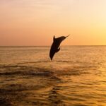 3hours all inclusive Sunset&Dolphin Tour from Medulin on Sandra - Departure from Medulin Harbor with Welcome Drinks
